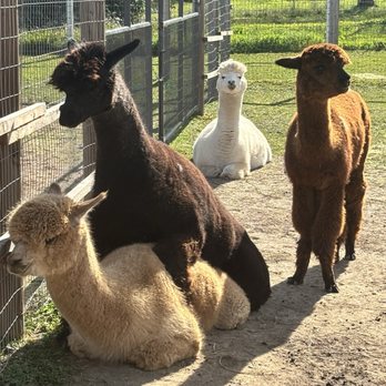 Ogden Alpaca farm - Food Tours Near Me Ogden Alpaca farm - Food Tours Near Me
