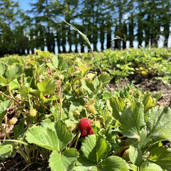 Bella Organic Farm - Strawberry - Fruits & Veggies Near Me - Portland, Oregon Bella Organic Farm - Strawberry - Fruits & Veggies Near Me - Portland, Oregon