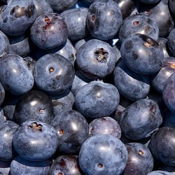 Bacon Hill Blueberries - Blueberries at Winney's Farm