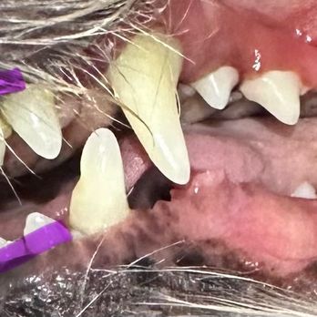 Royal Touch Pet Dental - Holistic Animal Care Near Me