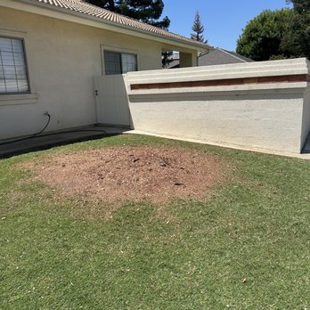 Visalia Tree Service - Large redwood stump grind - Tree Services Near Me - Visalia, California Visalia Tree Service - Large redwood stump grind - Tree Services Near Me - Visalia, California