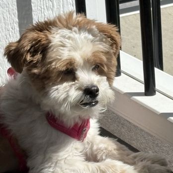 Pretty Paws Pet Grooming - Before - Pet Groomers Near Me - Airdrie, Alberta Pretty Paws Pet Grooming - Before - Pet Groomers Near Me - Airdrie, Alberta