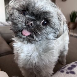 Pet's 1st Choice