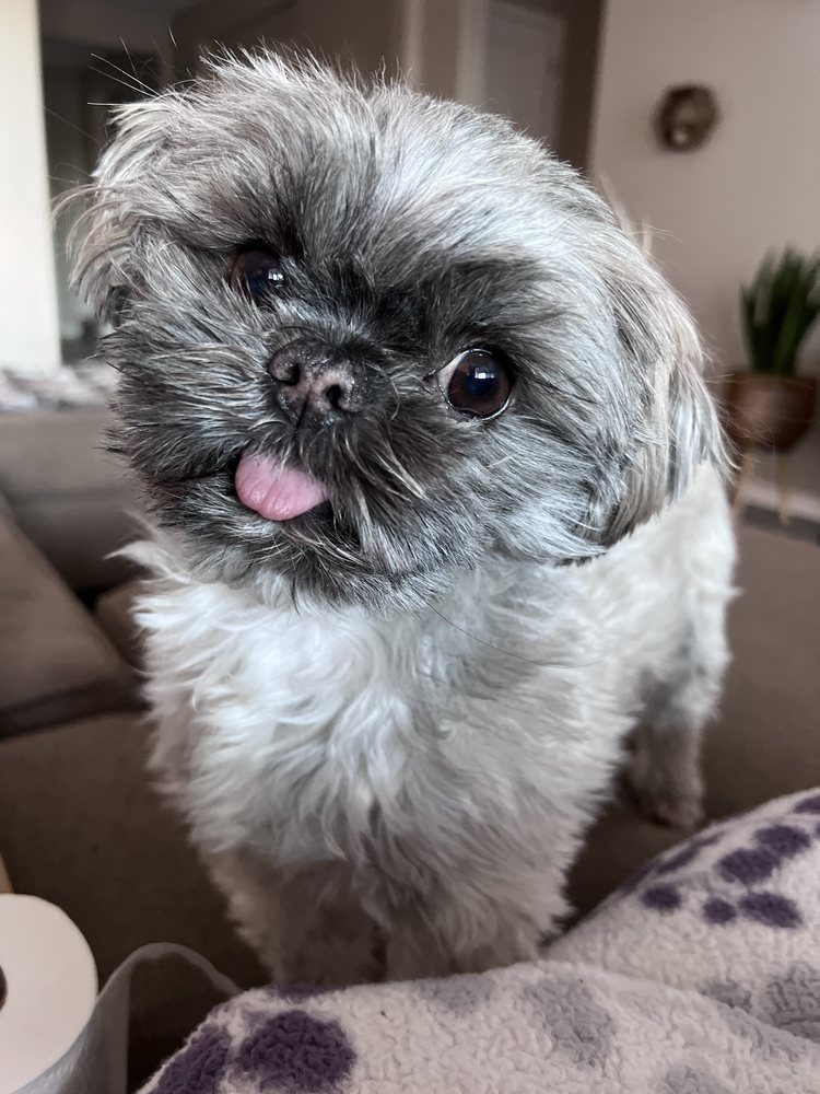 PET’S 1ST CHOICE Updated October 2024 21 Reviews 1164 S State