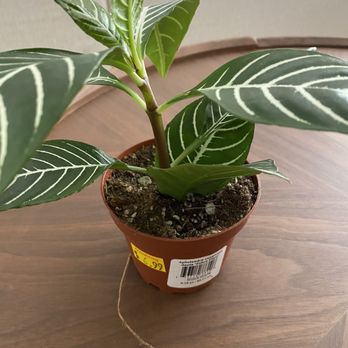Armstrong Garden Centers - $7 zebra plant - Nurseries & Gardening Near Me - La Habra, California Armstrong Garden Centers - $7 zebra plant - Nurseries & Gardening Near Me - La Habra, California