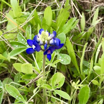 Copperfield Nature Trails - Community Service/Non-Profit Near Me - Austin, Texas