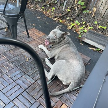 Vic's - Dog friendly patio - Breakfast & Brunch Near Me - Martinez, California Vic's - Dog friendly patio - Breakfast & Brunch Near Me - Martinez, California