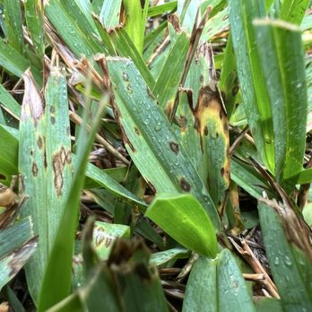 Emerald Lawns - Diseases control on St Augustine lawn - Lawn Services Near Me - Katy, Texas