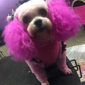 Groom Room Unleashed - Pet Groomers Near Me - Auburndale, Florida Groom Room Unleashed - Pet Groomers Near Me - Auburndale, Florida