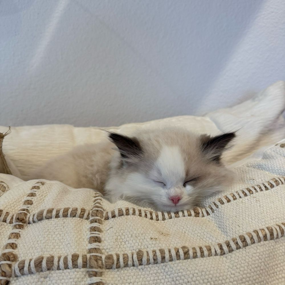 Kitten Cuddle Corner - Pet Breeders Near Me Kitten Cuddle Corner - Pet Breeders Near Me