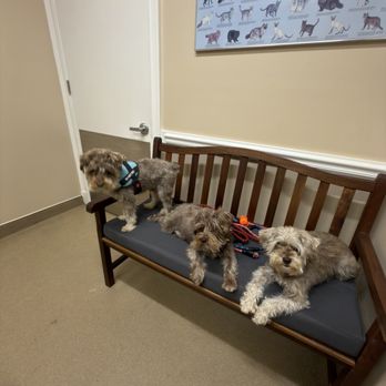 Duluth Animal Hospital - Veterinarians Near Me - Duluth, Georgia Duluth Animal Hospital - Veterinarians Near Me - Duluth, Georgia