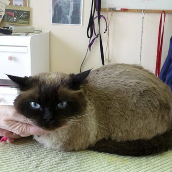 Cat Cuts - Pet Groomers Near Me - St. Albert, Alberta