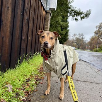 Fry's Fur Friends - Watson enjoying a walk despite the rainy weather - Pet Sitting Near Me Fry's Fur Friends - Watson enjoying a walk despite the rainy weather - Pet Sitting Near Me
