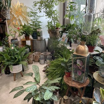 Lost Books - Plants for sale! - Vinyl Records Near Me - Montrose, California