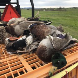 Camanche Hills Hunting Preserve - Ducks