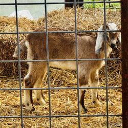 Gardener's Orchard & Bakery - Baby goat