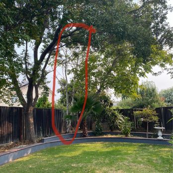 Chavez Tree Service - Before - Tree Services Near Me - Tracy, California Chavez Tree Service - Before - Tree Services Near Me - Tracy, California
