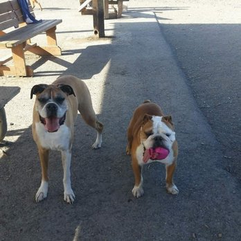 Sirius Pet Care - Couper and Winston. - Dog Walkers Near Me - Seattle , Washington