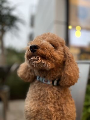 MOE COFFEE-NORTH PARK by null