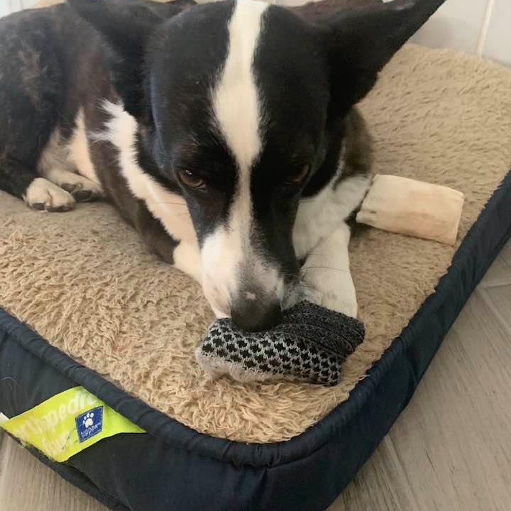 Purser Mark - Our new pup Freya can get into mischief from time to time. - Veterinarians Near Me - Katy, Texas Purser Mark - Our new pup Freya can get into mischief from time to time. - Veterinarians Near Me - Katy, Texas