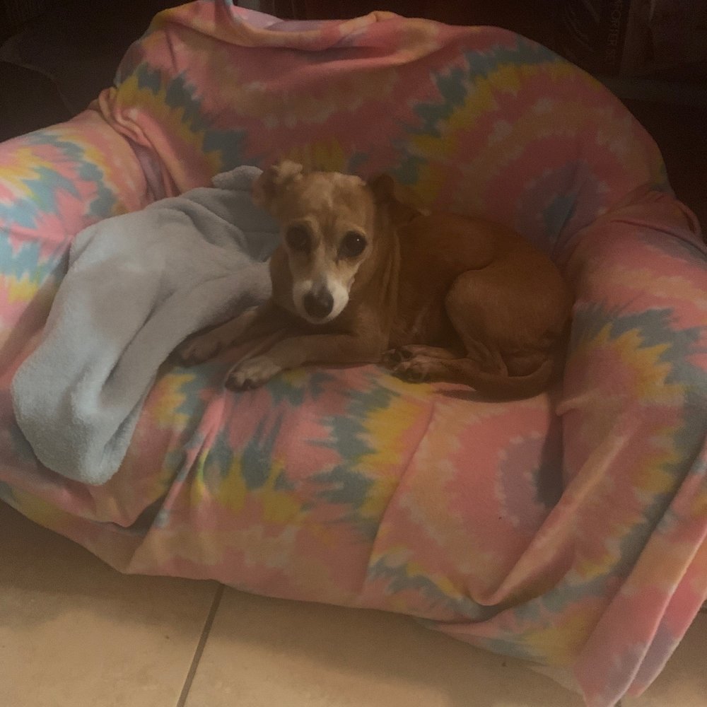 CityVet - Mid-Cities - My fifteen years old chihuahua mix - Veterinarians Near Me - Bedford, Texas