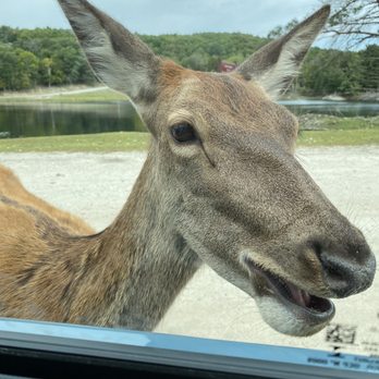 Parc Omega - Zoos Near Me - Montebello, Quebec
