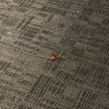 Buffalo Wild Wings - Dead cockroach left by the booth by Mat - Chicken Wings Near Me - Georgetown, Texas Buffalo Wild Wings - Dead cockroach left by the booth by Mat - Chicken Wings Near Me - Georgetown, Texas