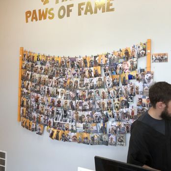 Fluffy Puppy - Pictures of dogs they have groomed - Pet Groomers Near Me - Pasadena, California Fluffy Puppy - Pictures of dogs they have groomed - Pet Groomers Near Me - Pasadena, California
