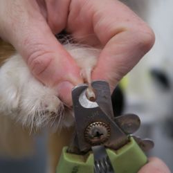 The Wright Mobile Grooming - nail trims
