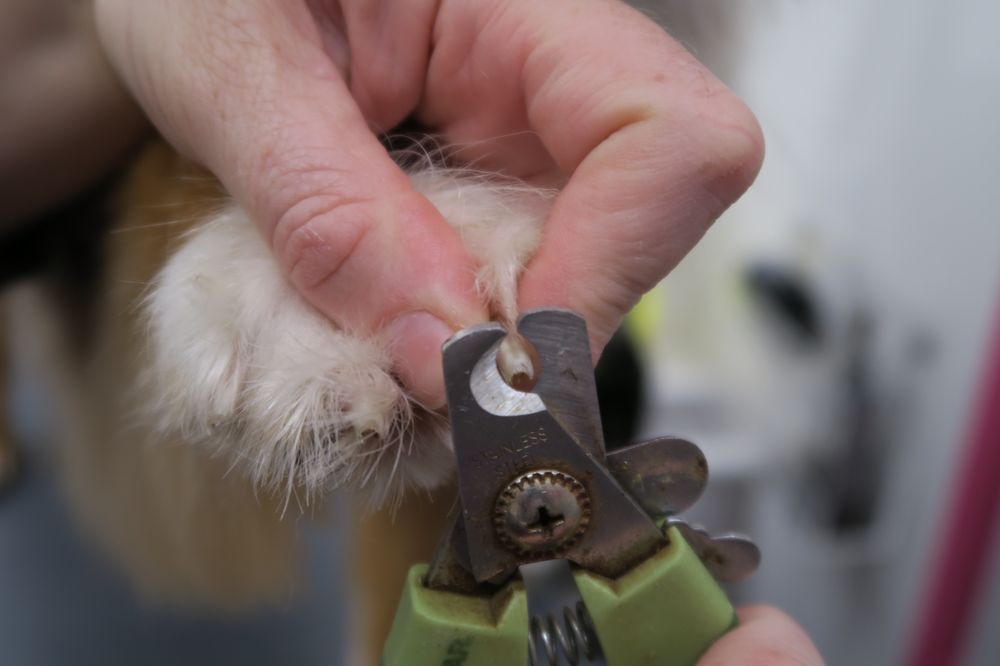 THE WRIGHT MOBILE GROOMING Updated July 2024 14 Photos Toledo