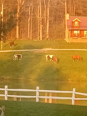 Guggisberg Swiss Inn-Ohio Amish Country by null