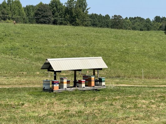 Chattooga Belle Farm by null