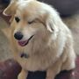 Photo of Dog Hair Everywhere Pet Grooming