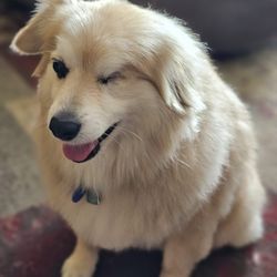 Dog Hair Everywhere Pet Grooming