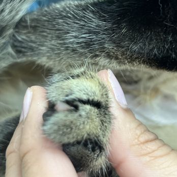 SNIPSA - declawing - Animal Shelters Near Me - San Antonio, Texas SNIPSA - declawing - Animal Shelters Near Me - San Antonio, Texas
