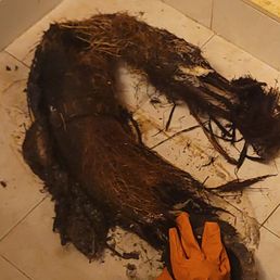 roots pulled out of my toilet piping roots pulled out of my toilet piping