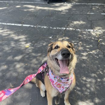 Barking Lot Pet Styling - Pet Groomers Near Me - Stockton, California Barking Lot Pet Styling - Pet Groomers Near Me - Stockton, California