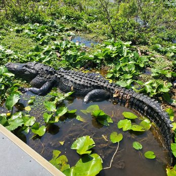 Wild Willy's Airboat Tours - gator - Boat Tours Near Me - Saint Cloud, Florida Wild Willy's Airboat Tours - gator - Boat Tours Near Me - Saint Cloud, Florida