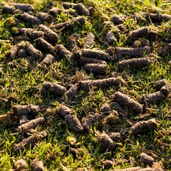 MAXX Pest Control and Lawn Care