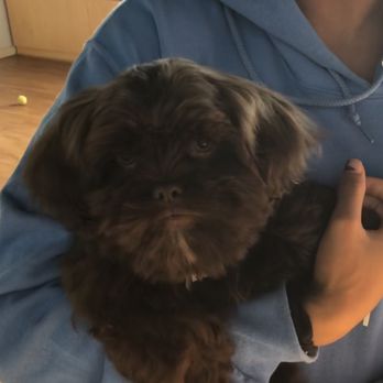 Styles 4 Paws - 1st puppy trim - Pet Groomers Near Me - Raleigh, North Carolina Styles 4 Paws - 1st puppy trim - Pet Groomers Near Me - Raleigh, North Carolina