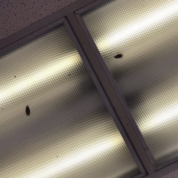 Whitt's Barbecue - THERE ARE COCKROACHES IN THIS ESTABLISHMENT DEAD BUGS ALL OVER FLOOR UNDER THE TABLE - Barbeque Near Me - Nashville, Tennessee Whitt's Barbecue - THERE ARE COCKROACHES IN THIS ESTABLISHMENT DEAD BUGS ALL OVER FLOOR UNDER THE TABLE - Barbeque Near Me - Nashville, Tennessee