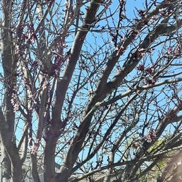 Example of our tree. Example of our tree.