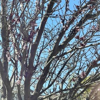 The Urban Arborist - Example of our tree. - Tree Services Near Me - Lincoln, California The Urban Arborist - Example of our tree. - Tree Services Near Me - Lincoln, California