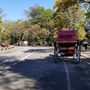 Photo of Central Park Discovery