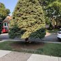 Photo of Giovanni's Tree Service