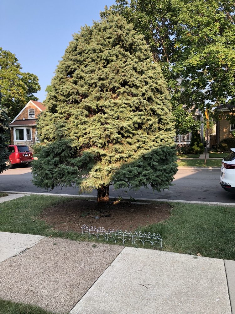 Giovanni's Tree Service - tree service in Chicago, IL