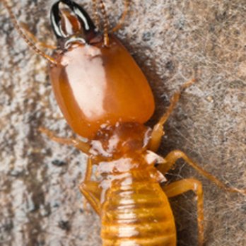 Pest Pro Exterminating - Pest Control Near Me - Bohemia, New York Pest Pro Exterminating - Pest Control Near Me - Bohemia, New York