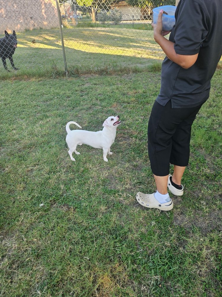 Pawsome Pet Resort & Boarding