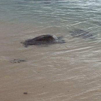 Laniakea Beach - He was the other 1 of 5 we saw today :) - Beaches Near Me - Haleiwa, Hawaii Laniakea Beach - He was the other 1 of 5 we saw today :) - Beaches Near Me - Haleiwa, Hawaii