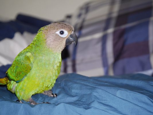 Canoga Discount Birds by null